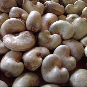 Cashew Nuts in Shell 