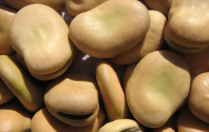 Broad Beans 