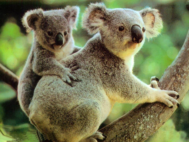 Koala 